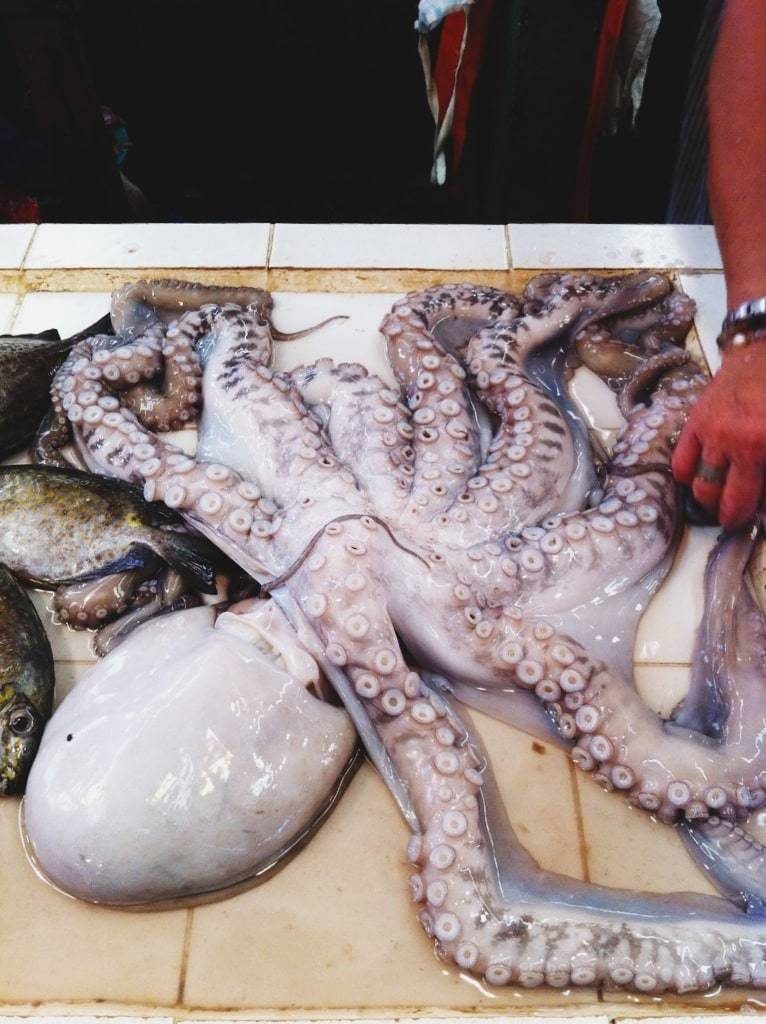 Octopus.