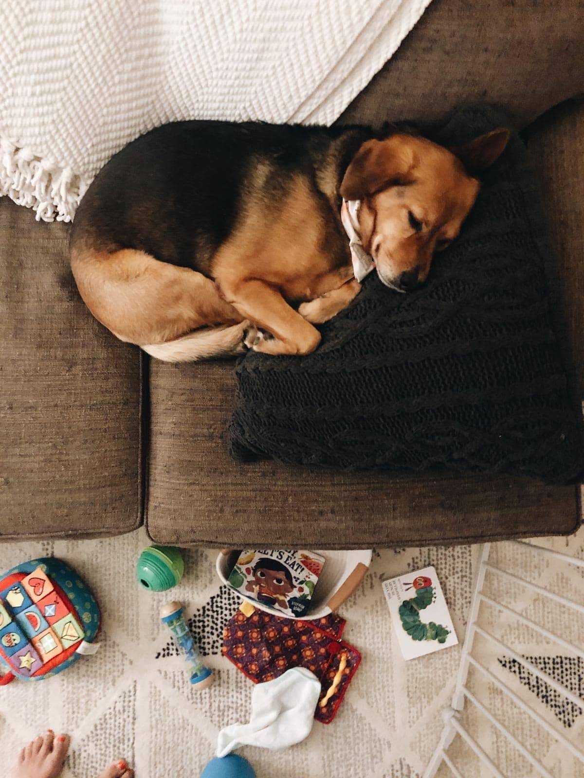 Sage on the couch.